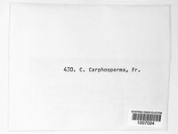 Cytospora carphosperma image